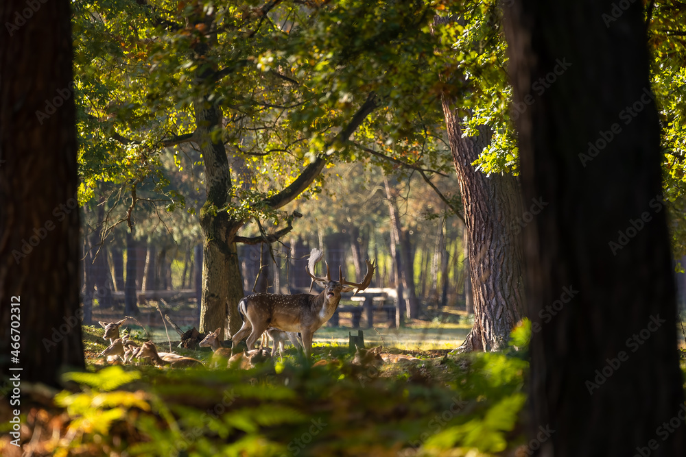 A herd of fallow deers in a forest during rutting season during the morning hours at a sunny day in autumn. A herd of fallow deers in a forest during rutting season during the morning hours at a sunny day in autumn.