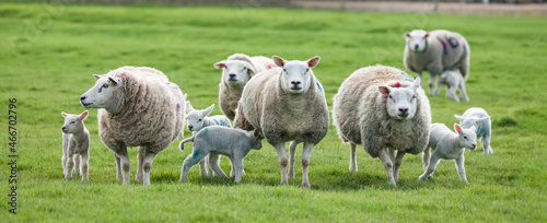 Obraz na płótnie Sheep in field with lambs. Flock or herd of sheep on farm, UK