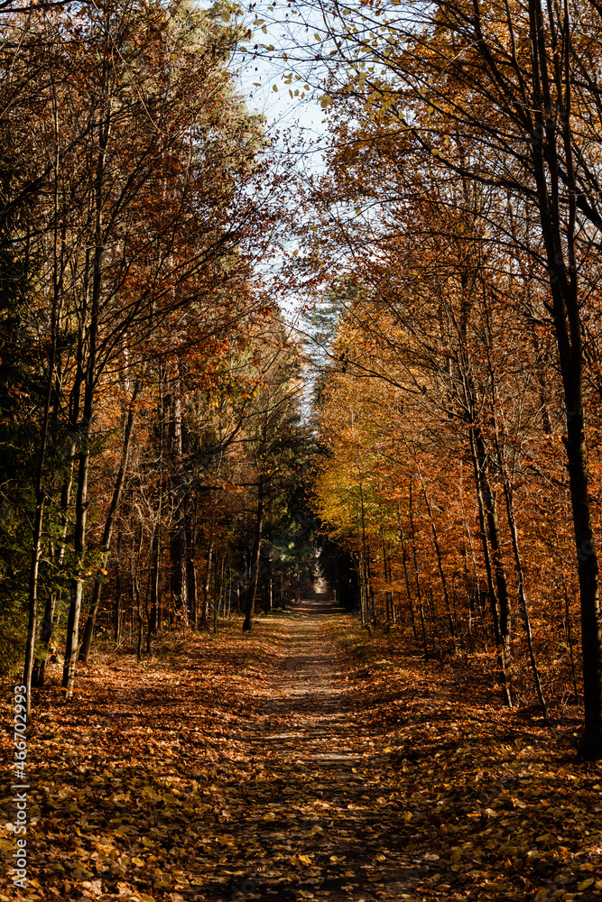 Naklejka premium Leśna jesienna ścieżka w promieniach ciepłego słońca