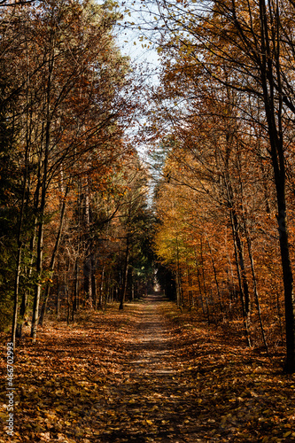 Fototapeta Naklejka Na Ścianę i Meble -  Leśna jesienna ścieżka w promieniach ciepłego słońca
