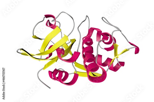 Crystal structure of human cathepsin K, an enzyme that in humans is encoded by the CTSK gene. Ribbons diagram in secondary structure coloring based on protein data bank. 3d illustration