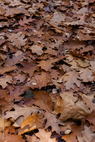 Jesienne liście leżące na ziemi w lesie 