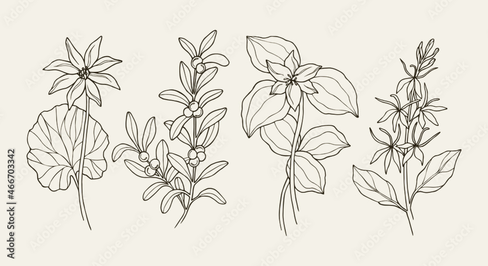 Set of bloodroot, red bearberry, trillium, cardinal flower