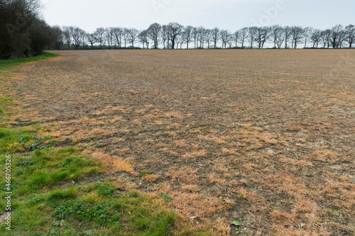 Weed killer glyphosate sprayed on a field, UK farm photo