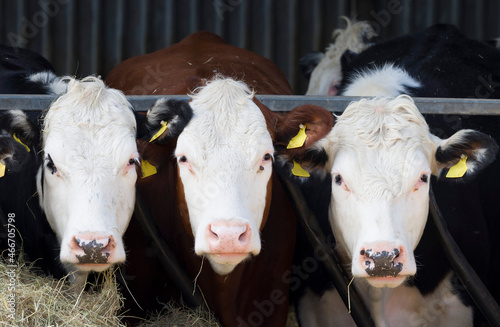 Hereford cows facing camera in a cowshed. Beef cattle, UK