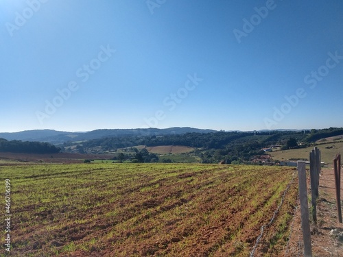 vineyard in autumn