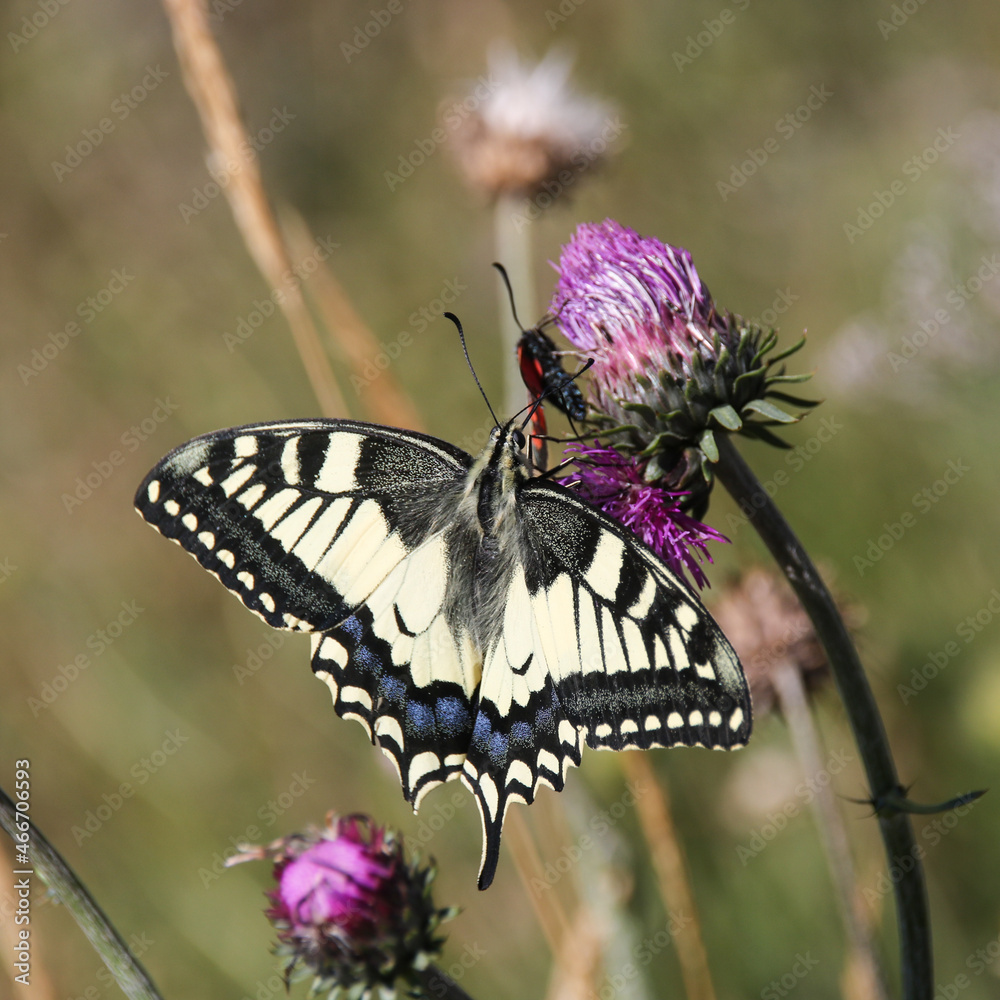 Le monarque (Danaus plexippus) est une espèce de lépidoptères de la ...