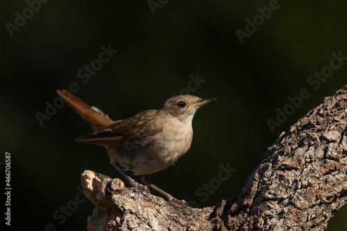 Nightingale on a branch in profile.