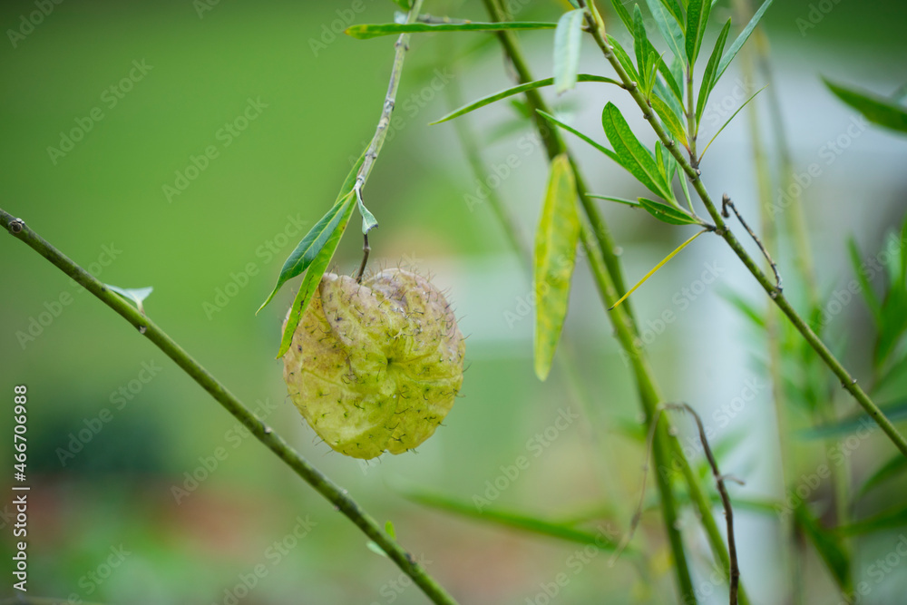 Gomphocarpus physocarpus (also called hairy balls, balloon plant, balloon cotton bush, bishop's balls, nailhead, swan plant, milkweed, ornamental plant) inflated fruit covered with soft spines Gomphocarpus physocarpus (also called hairy balls, balloon plant, balloon cotton bush, bishop's balls, nailhead, swan plant, milkweed, ornamental plant) inflated fruit covered with soft spines