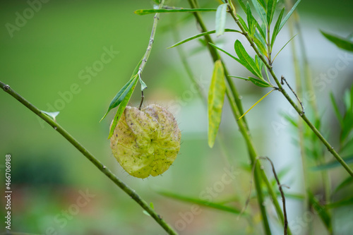 Gomphocarpus physocarpus (also called hairy balls, balloon plant, balloon cotton bush, bishop's balls, nailhead, swan plant, milkweed, ornamental plant) inflated fruit covered with soft spines photo