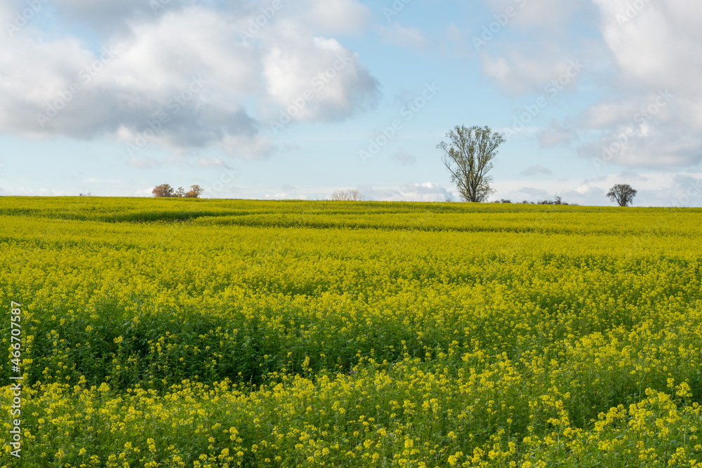 A rapeseed field with a blue sky and trees on the horizon