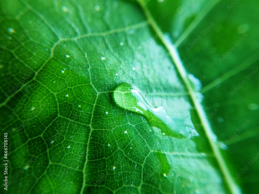 Colorful image of water drop on leaf. Macro photograph. Close up to object. Colorful image of water drop on leaf. Macro photograph. Close up to object.