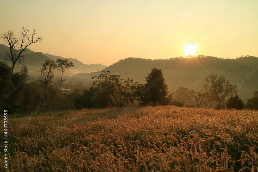 Obraz premium Beautiful views of the grass flowers field, mountains, fog and sun in the morning. Soft focus. Nature background concept.