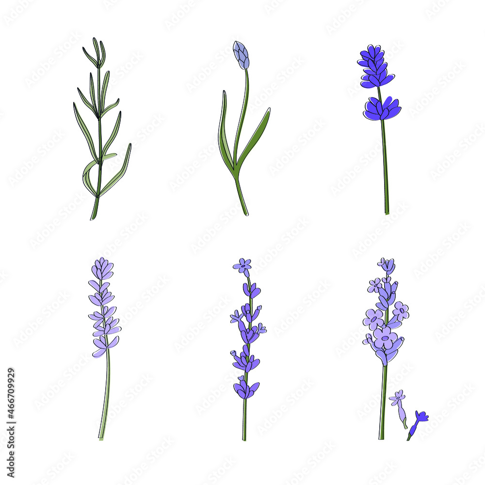Naklejka premium lavender on white background from bud to full blossom