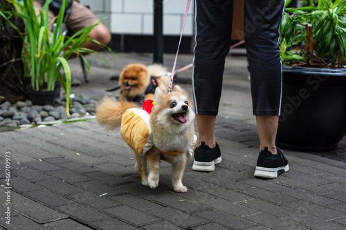 portrait of small dog on the street. cheerful little dog strolling on the busy street