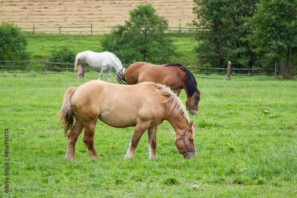 Obraz premium horses on the grass