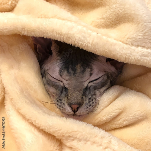A velour sphinx cat sleeps in a fluffy peach-colored plaid.