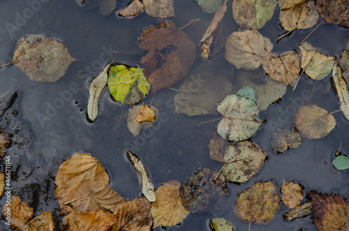 Puddle with dirt and fallen leaves in forest. Autumn season concept. Multicolored leaves lying in dirty water.