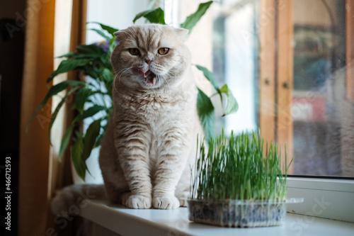 Cute Scottish fold cat sitting near catnip or cat grass grown from barley, oat, wheat or rye seeds. Cat grass is grown indoors for household pets. Cat tasting grass near flower pot on window at home. photo