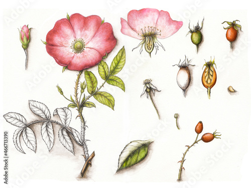 Watercolor botanical illustration of Rosa Canina