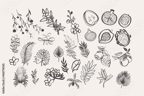 Tela Collection of botanical elements, fruits, flowers, tropical leaves in ink style
