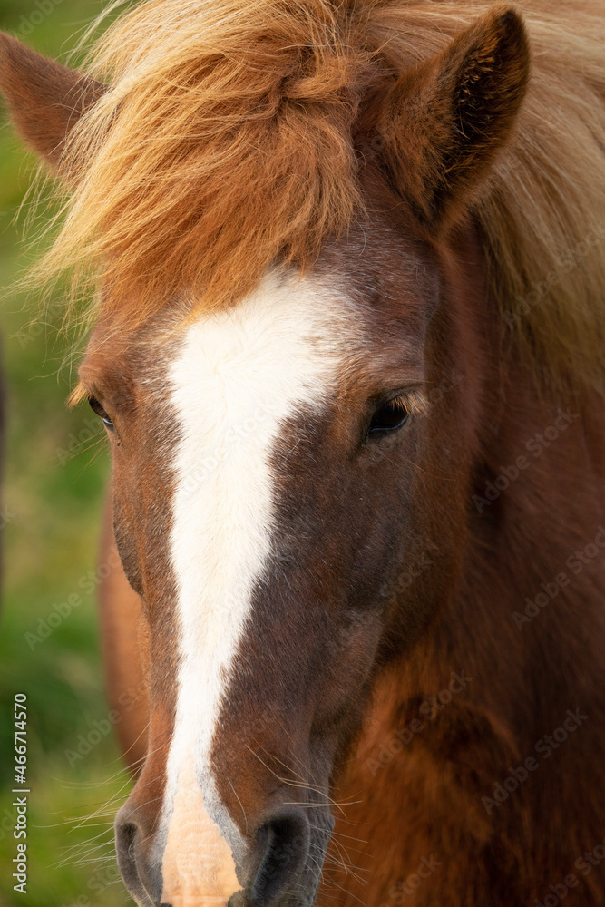 Fototapeta premium horse eating grass