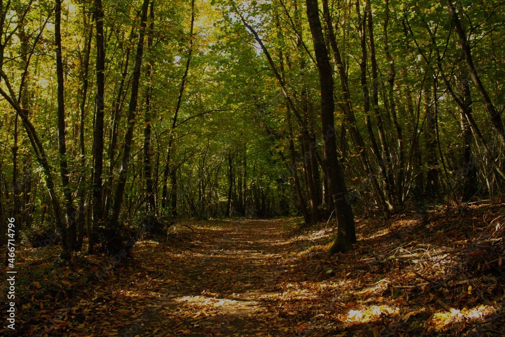 Obraz premium forest in autumn