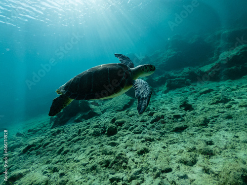 Underwater photo of turtle swimming in blue sea