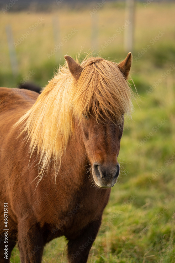 horse in the field horse in the field