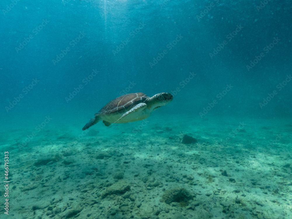 Underwater photo of turtle swimming in blue sea