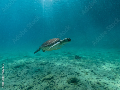 Underwater photo of turtle swimming in blue sea © Anton Tolmachov