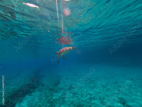 Underwater photo of turtle swimming in blue sea