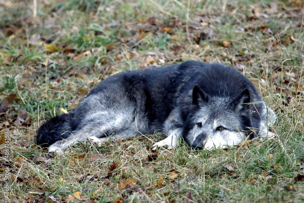 Fototapeta premium loup