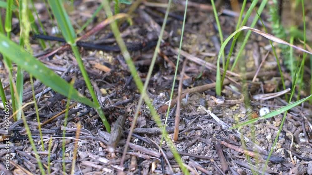 common european big ants nest in the wild
common european big ants nest in the wild