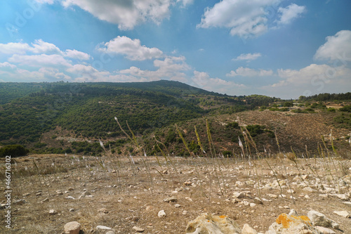 Fields with squill flowers near the ancient ruins of Yodfat in Israel during autumn w photo