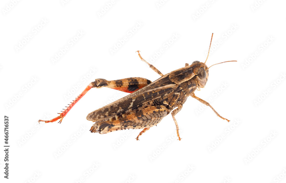 Short-horned grasshopper or Italian locust isolated on white background, Calliptamus italicus Short-horned grasshopper or Italian locust isolated on white background, Calliptamus italicus