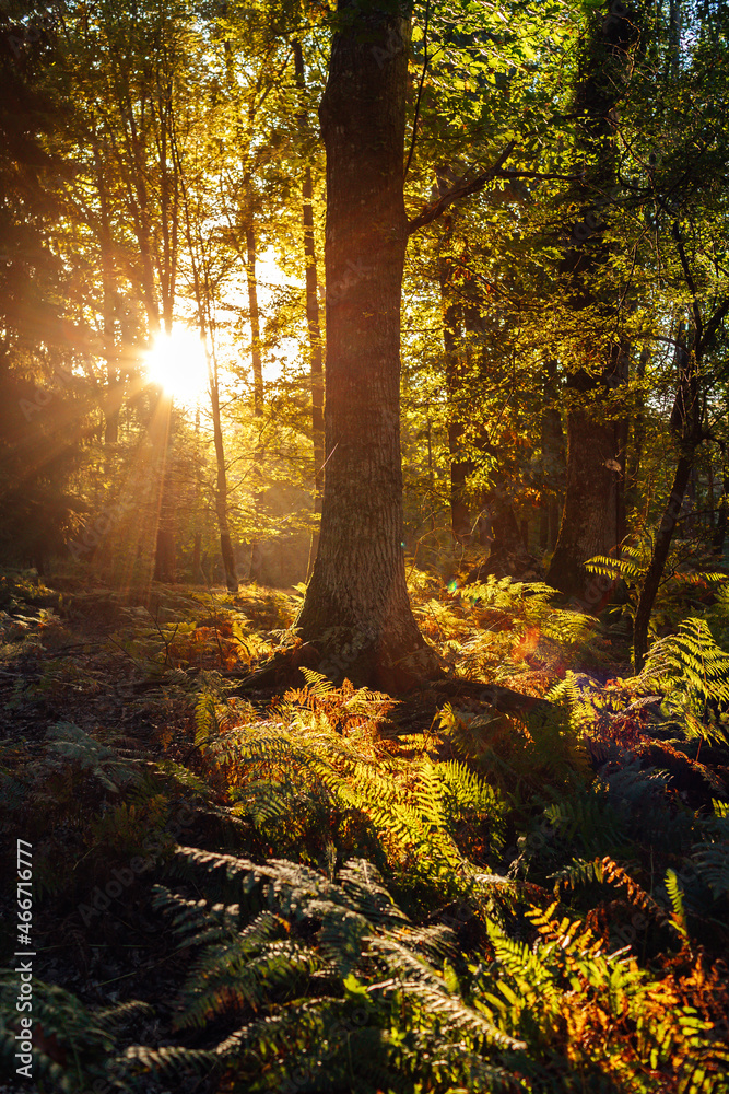 Obraz premium Landscape of a lush forest in autumn at dawn.