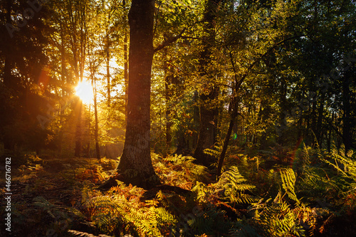 Fototapeta Naklejka Na Ścianę i Meble -  Landscape of a lush forest in autumn at dawn.