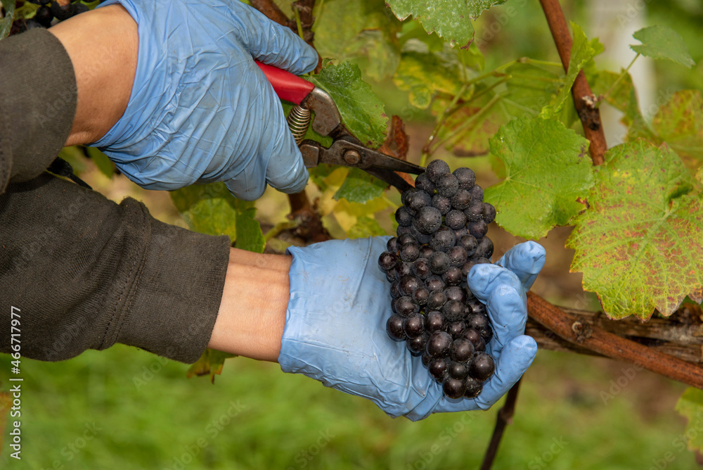 Hampshire, England, UK. 2021.  Hands of a harvest worker wearing blue gloves cutting a bunch of Pinot Noir grapes in a Hampshire vineyard during harvesting on a wine estate, UK