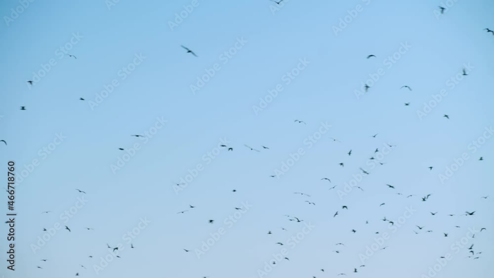 a flock of birds flying in the sky is screaming. the concept of chaos. a group of birds flying in the sky. seagulls in a group circle against the sky. migratory movement of birds from warm countries a flock of birds flying in the sky is screaming. the concept of chaos. a group of birds flying in the sky. seagulls in a group circle against the sky. migratory movement of birds from warm countries