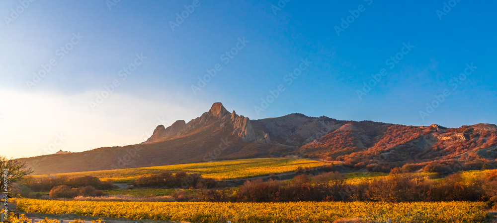 Panorama of a field with yellow vines in the mountains in late autumn illuminated by the sun at sunset