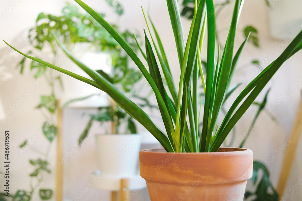 Sansevieria parva (Kenya Hyacinth) in a clay terracotta flower pot stands on a wooden stand Sansevieria parva (Kenya Hyacinth) in a clay terracotta flower pot stands on a wooden stand