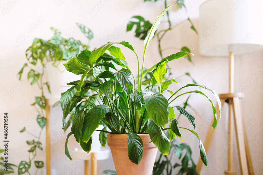 The house plant lilies or Spathiphyllum in a clay terracotta flower pot stands on a wooden stand
