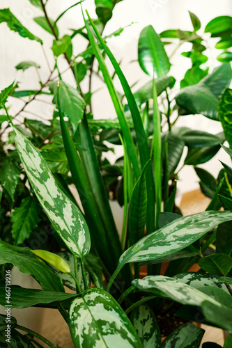 stylish space with a lot of plants spathiphyllum  Croton  aglaonema  zamioculcas  sansevieria  Ficus