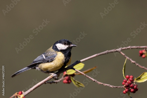 Great tit in profile perched on a branch in the sun.