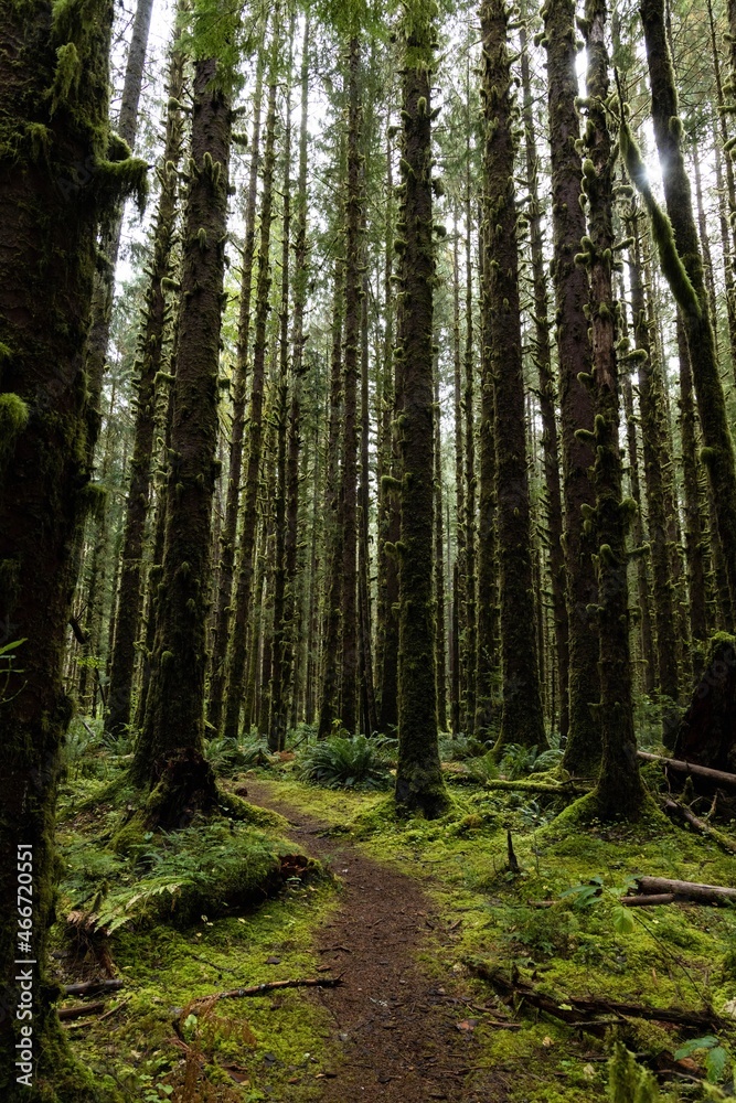 Obraz premium path in the forest