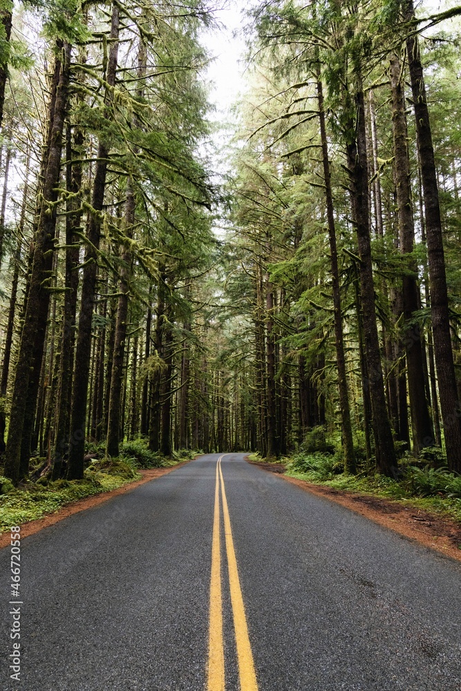 road in the forest road in the forest