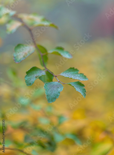 Branch with green autumn leaves with dew drops on a yellow blurred background. Natural concept. Copy space. Macro.