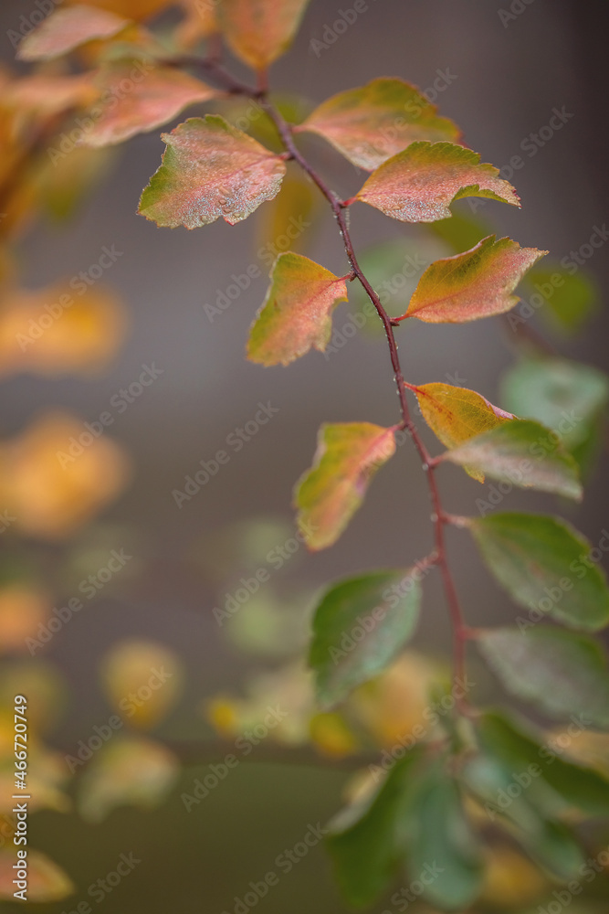 Branch with yellow-green autumn leaves with dew drops on a gray blurred background. Natural concept. Copy space. Macro.