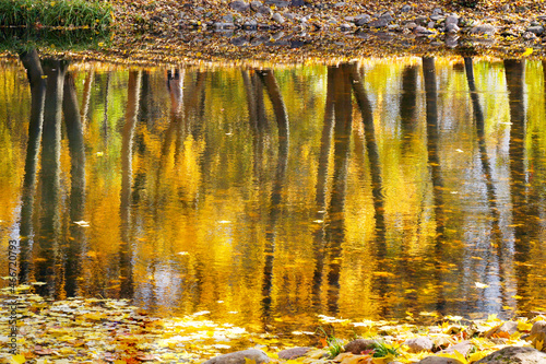 Autumn. Reflection in the water of the autumn forest
